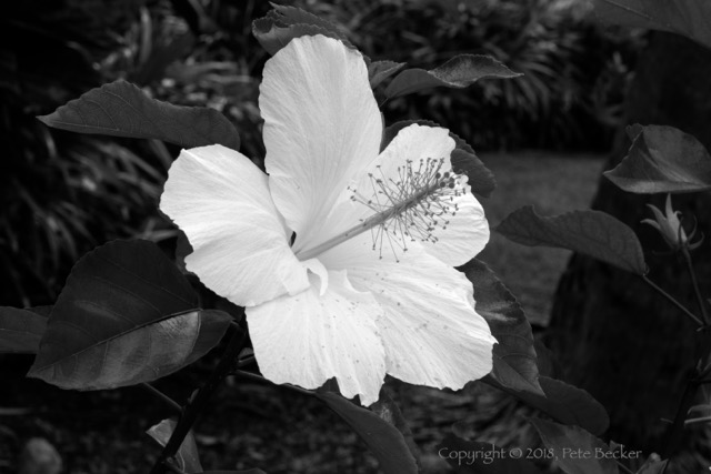 Hibiscus 1