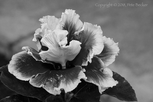 Double Hibiscus 1