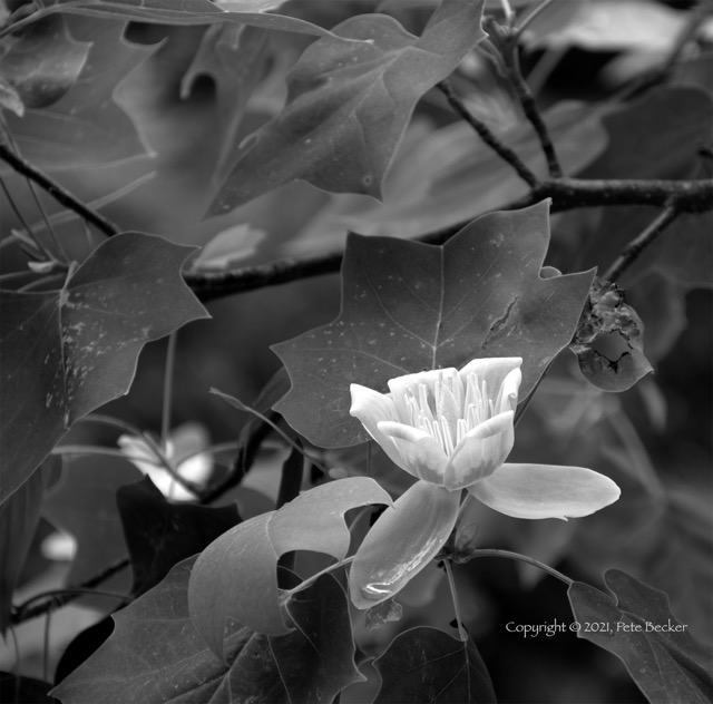 Tulip Tree