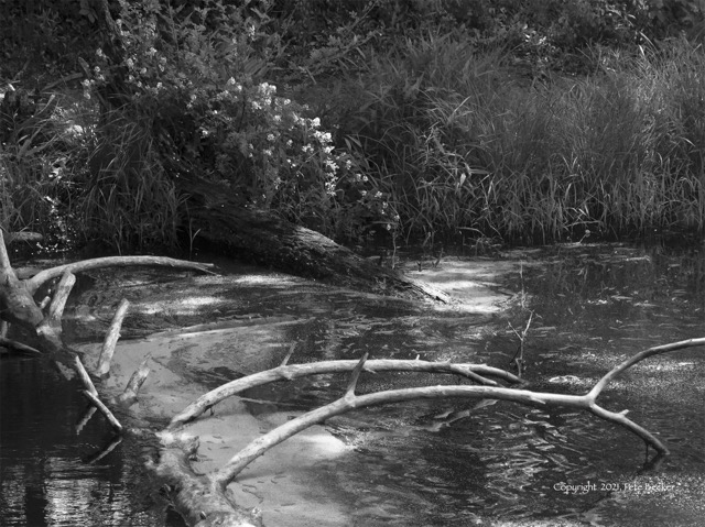 Ogle Lake Snag