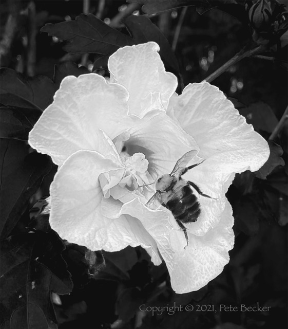 Rose of Sharon