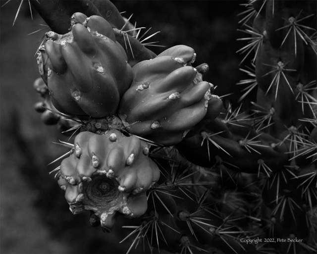 Cactus Flower